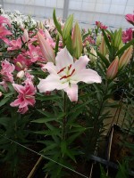 [5252 Riant TL No002.JPG]